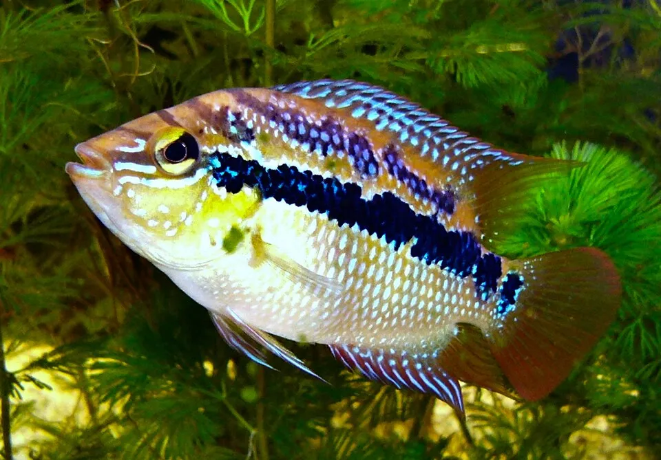 My salvini male (Cichlasoma salvini)