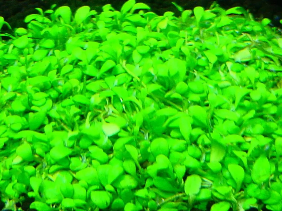 Cỏ Glossostigma, Glossostigma elatinoides
