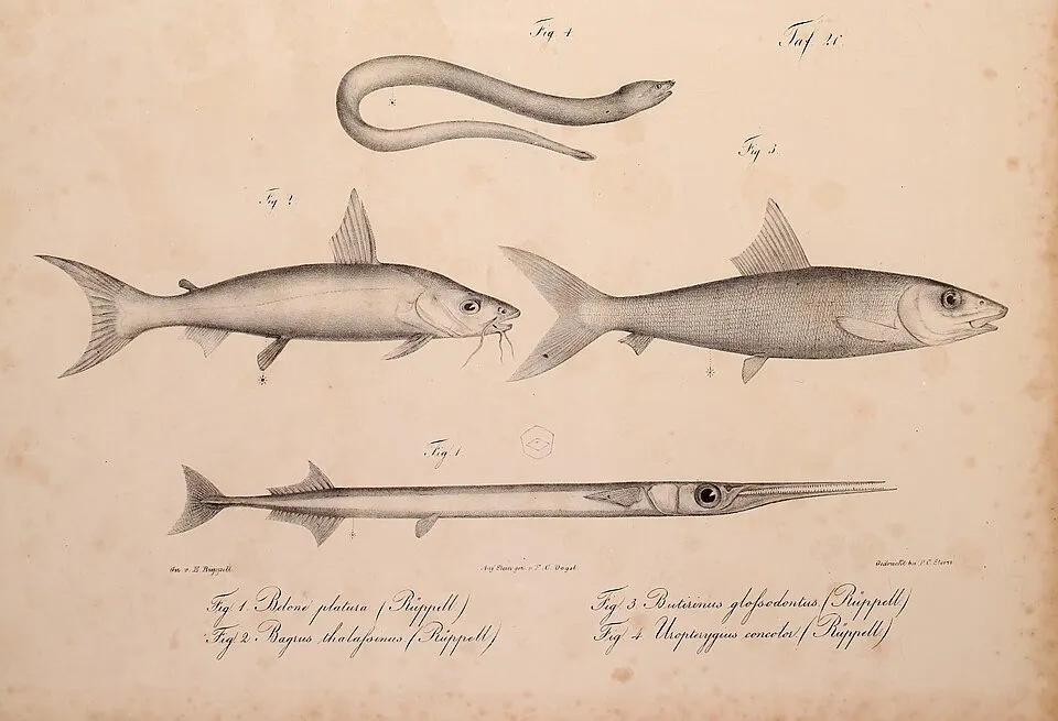 Neue Wirbelthiere zu der Fauna von Abyssinien gehörig / Fig. Name in text Accepted name (May 2016) 1 Belone platura Rüppell Platybelone argalus platura 2 Bagrus thalassinus Rüppell Netuma thalassina 3
