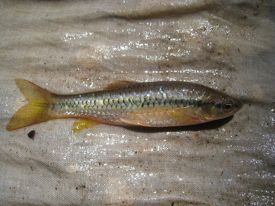 Slender Rasbora (Rasbora daniconius)