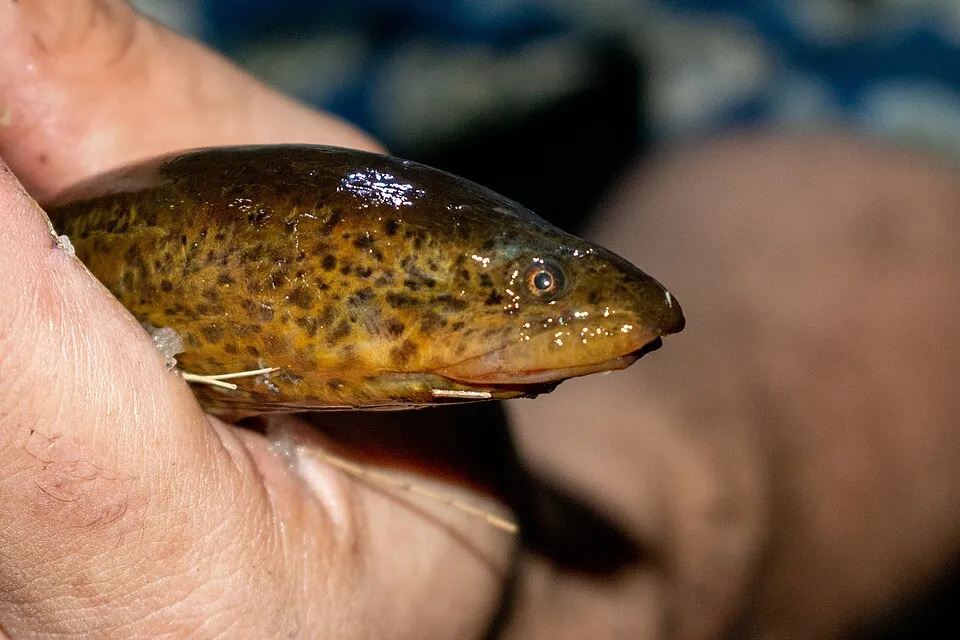 Marbled Swamp Eel (Synbranchus marmoratus) in Argentina