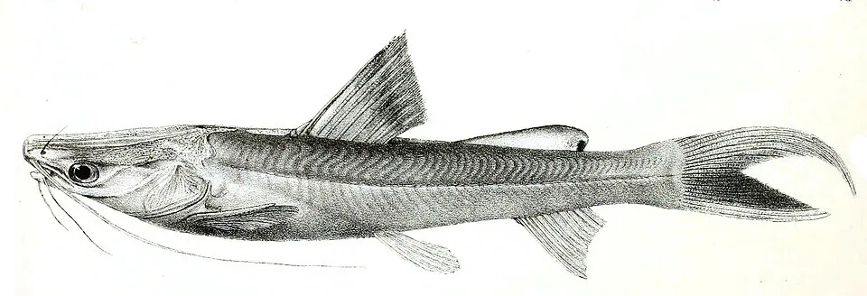 Giant river-catfish (Sperata seenghala (Sykes, 1839)). The original plates showed the fishes facing right and have been flipped here. Macrones seenghala