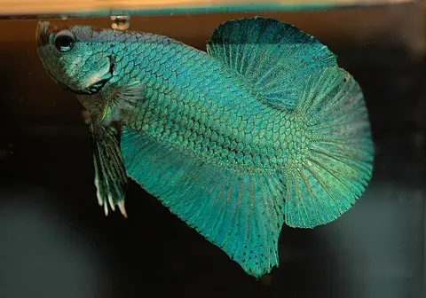 Cupang biru toska berenang dekat permukaan air di akuarium