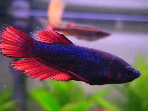 Cupang jantan bertubuh biru kehitaman dengan ekor merah di akuarium
