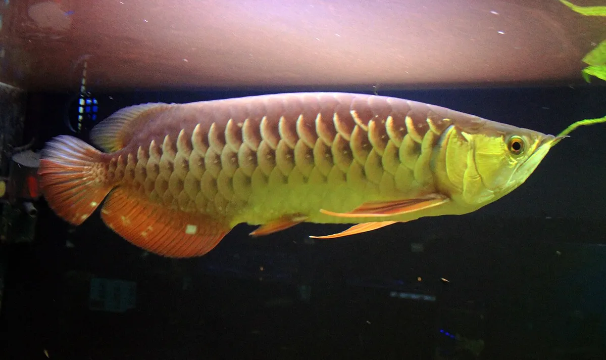 อะโรวาน่าทองหางแดง (Red-tailed golden arowana)