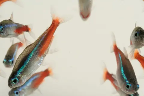 ฝูงปลานีออนถ่ายบนพื้นหลังสว่าง ลำตัวสีแดงและสีน้ำเงินเป็นประกาย