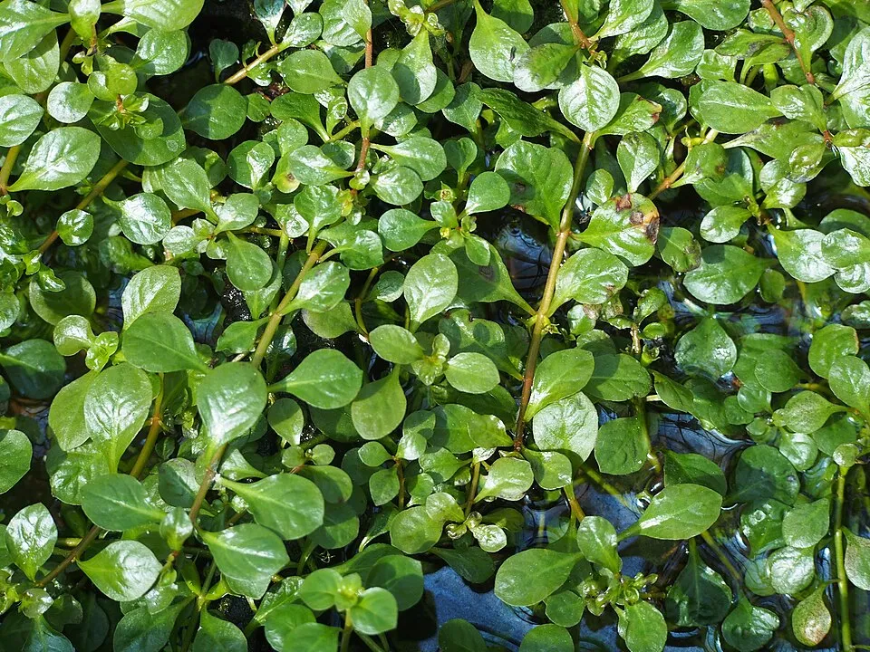 Creeping primrose-willow (Ludwigia repens), plant cultivated in a greenhouse of the Wrocław University Botanical Garden, Wrocław, Poland.