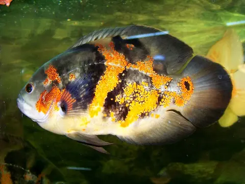 Oscar belang hitam oranye berenang di akuarium tanaman air