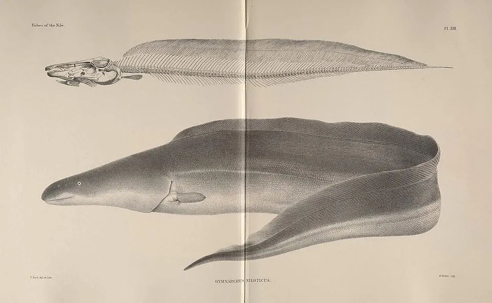 Fishes of the Nile. pi.xnr. Mimm&mMM P Stnit del. et lath. G-YMNARCHUS el. Green imp. NILOTICUS.