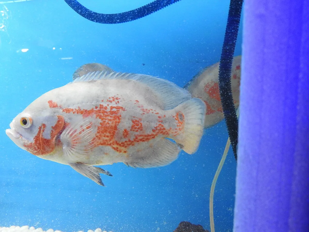 ออสก้าร์เผือก (Albino oscar)