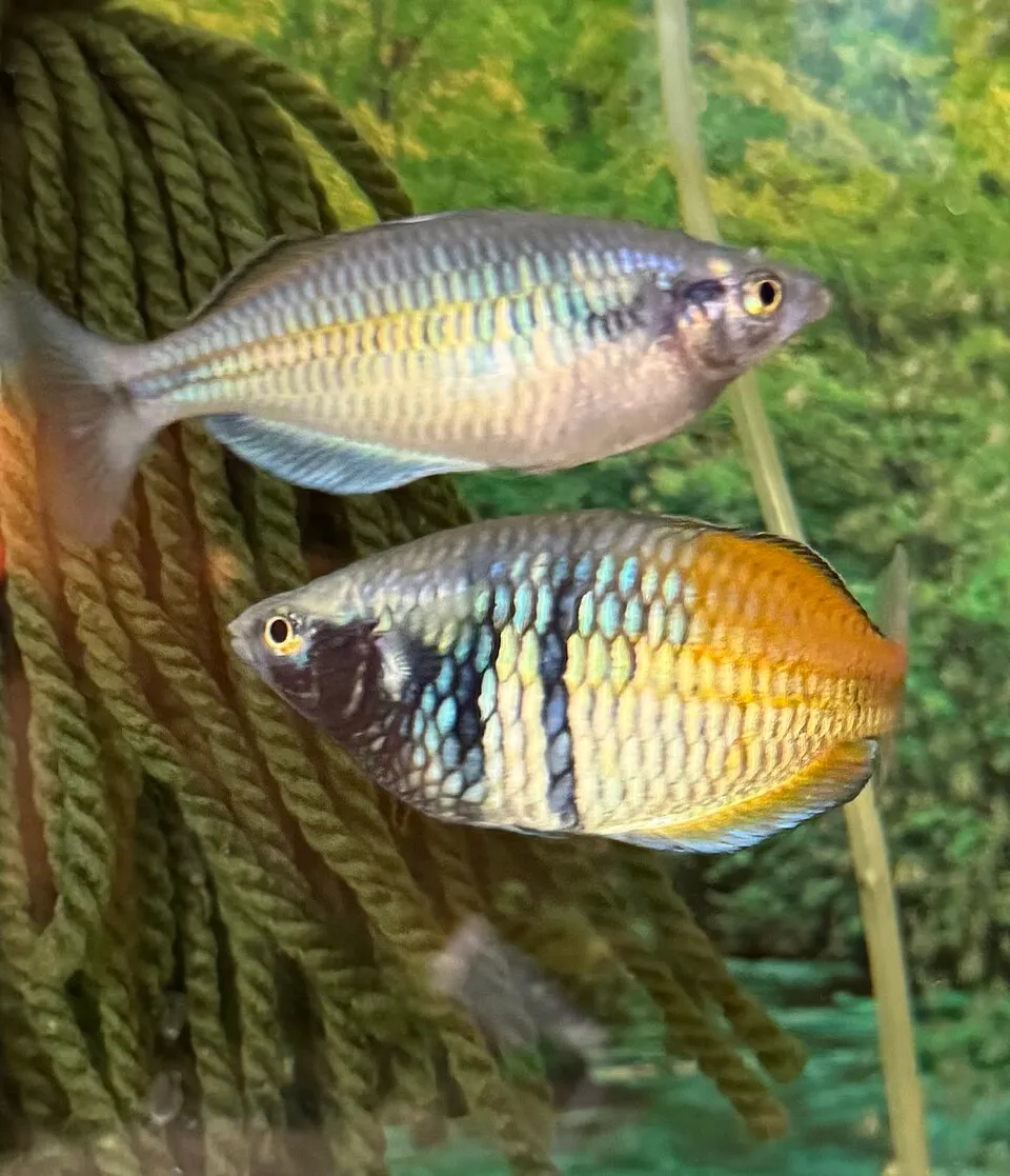 Female above. Male below. (Other Names; Boseman’s, Boeseman, Boesemani)
