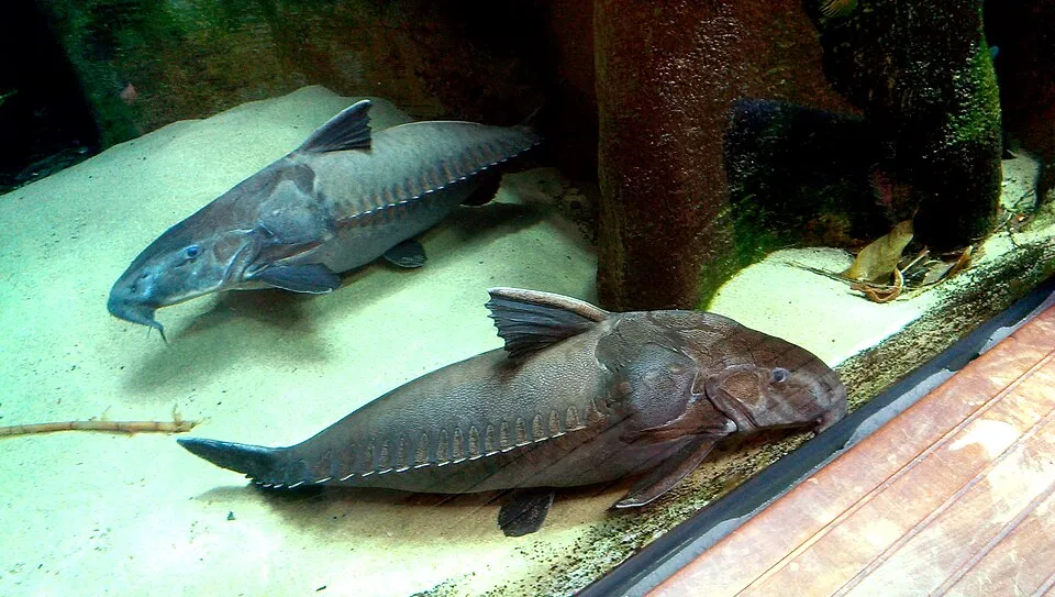 Oxydoras niger (Armored or Thorny catfish) at the California Academy of Science
