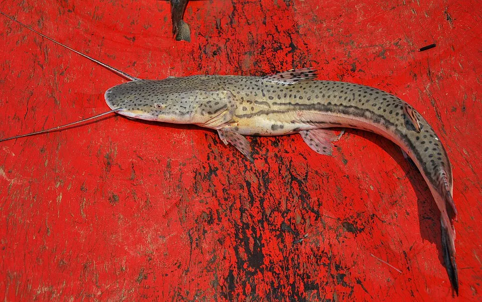Firewood catfish on red-painted decking