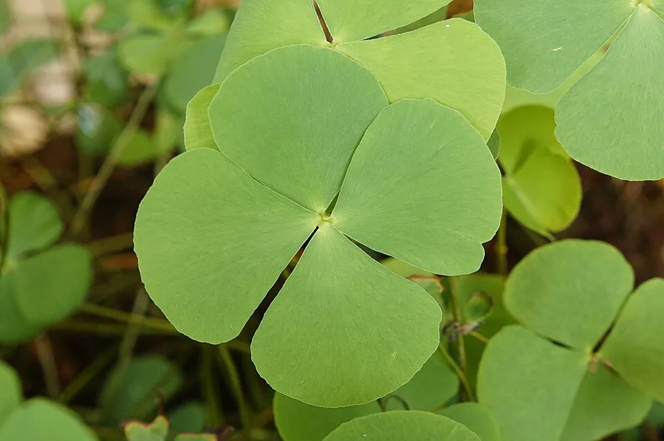 Marsilea minuta (Dwarf Water Clover, Small Water Clover, Gelid Waterklawer)