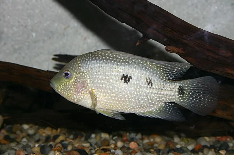 Herichthys cyanoguttatum (Rio Grande cichlid, Texas cichild).