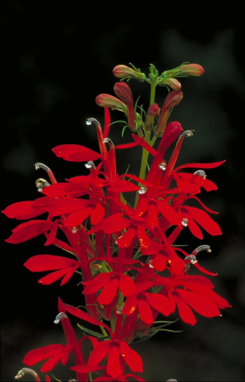 Lobelia đỏ, Lobelia cardinalis