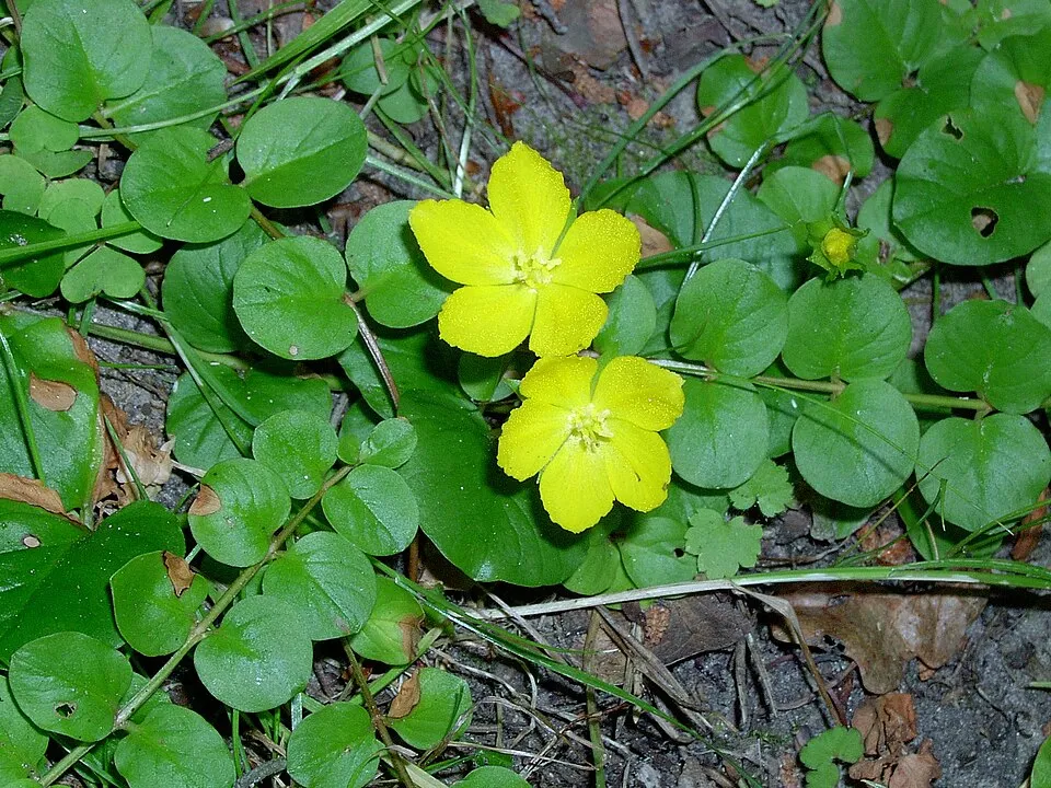 ลิซิมาเคีย นัมมูลาเรีย, Lysimachia nummularia