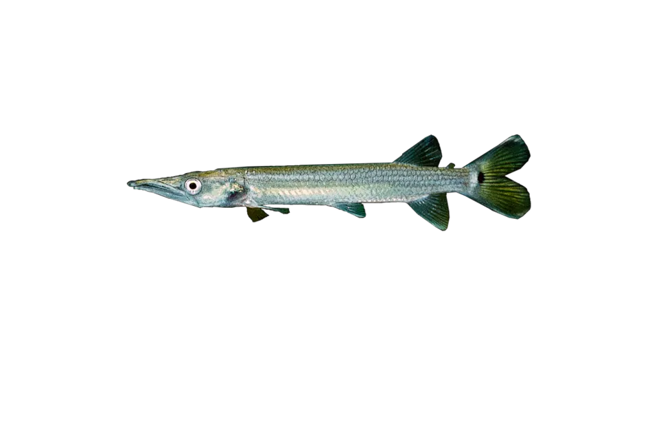 Scientific Name: Ctenolucius hujeta. Common: Freshwater Barracuda.