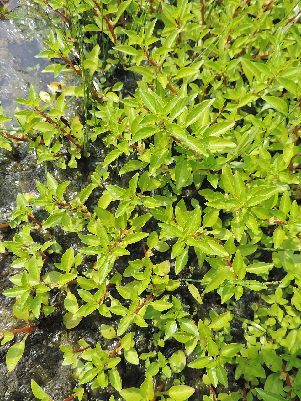Ludwigia palustris in botanical garden in Poznań