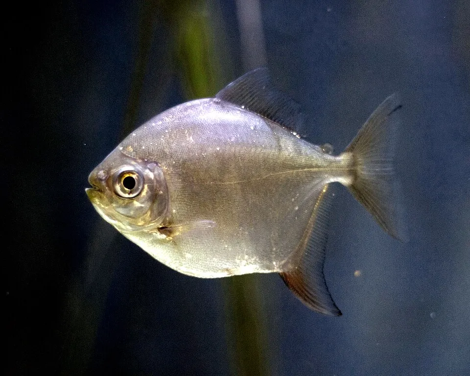 Silver dollar - Metynnis argenteus taken at Newport, Ky aquarium.