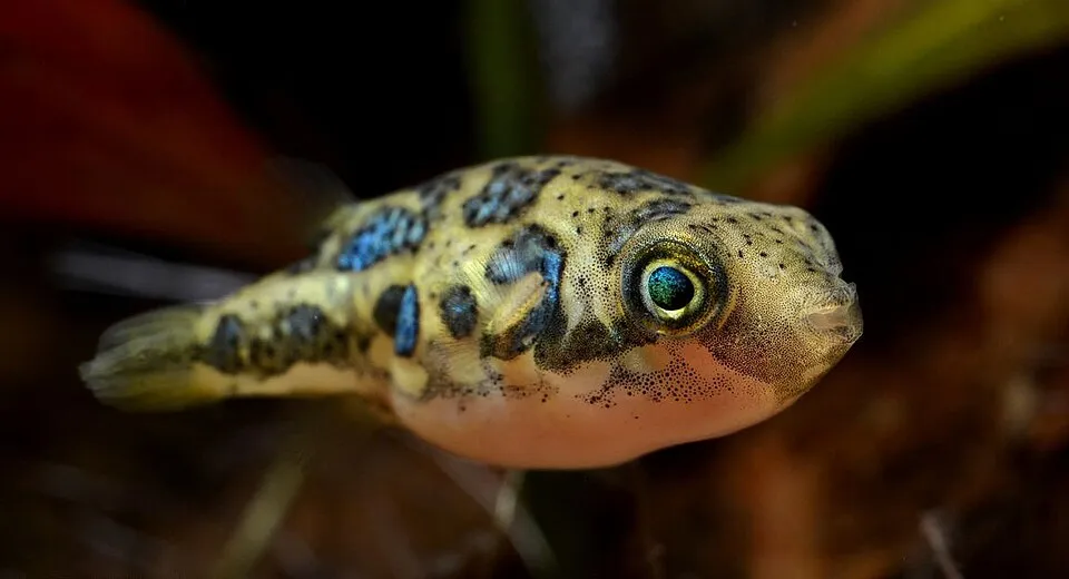 Carinotetraodon travancoricus in an aquarium displaying its iridescent patches. The image has been cropped from its original dimensions.