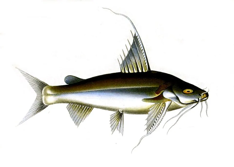 Rita kuturnee syn. Phractocephalus kuturnee