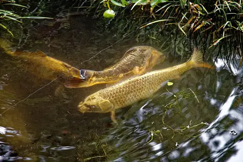 Cá koi vàng nâu bơi trong hồ ven bờ cỏ