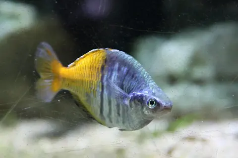 ปลาเรนโบว์โบสมานี