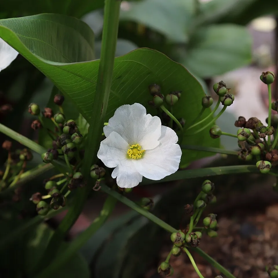 Ảnh chụp hoa bách thủy tiên (Echinodorus cordifolius) tại ngõ 68, Nguyễn Văn Linh, Thạch Bàn, Long Biên, Hà Nội