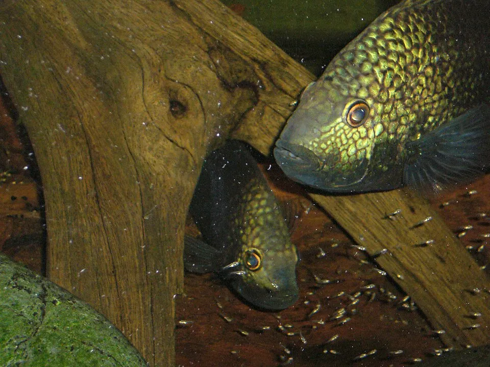 couple de carpinte (Herichthys carpintis)