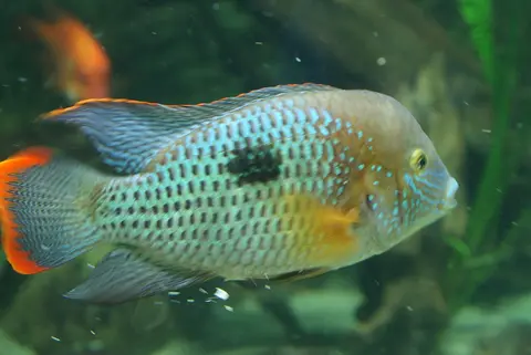 Green Terror