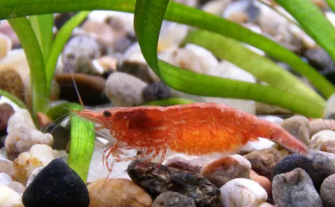 กุ้งเชอร์รี่สีแดงส้มบนพื้นกรวดข้างต้นไม้น้ำ
