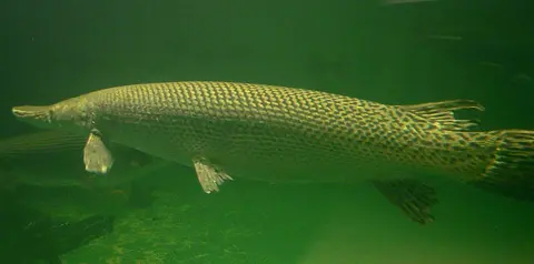 Ikan aligator
