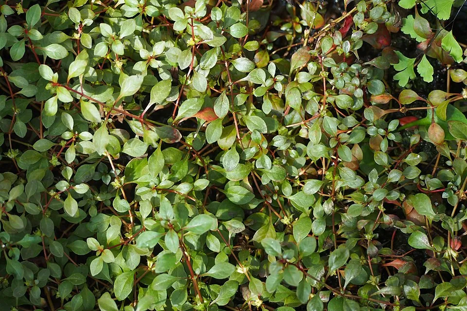 Marsh seedbox (Ludwigia palustris), plant cultivated in Wrocław University Botanical Garden, Wrocław, Poland.