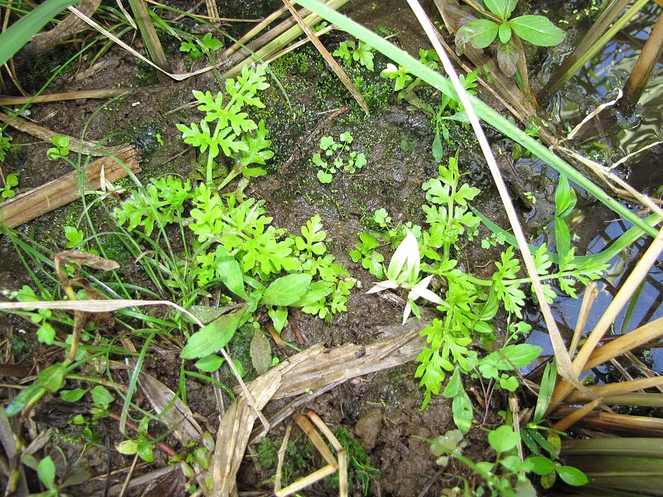 Ceratopteris thalictroides (Water sprite, Indian fern, water fern, oriental waterfern, and water hornfern) habit at Hanalei NWR, Kauai, Hawaii. March 22, 2013 #130322-3780 Image Use Policy