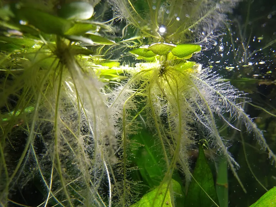 Spongeplant