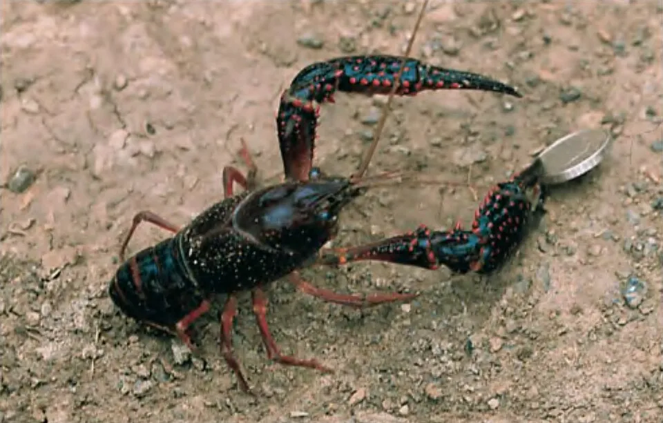 Procambarus clarkii.