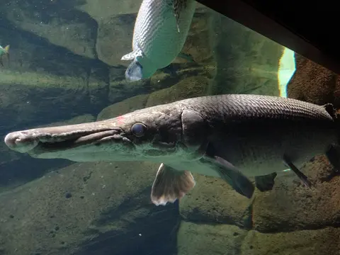 Ikan aligator