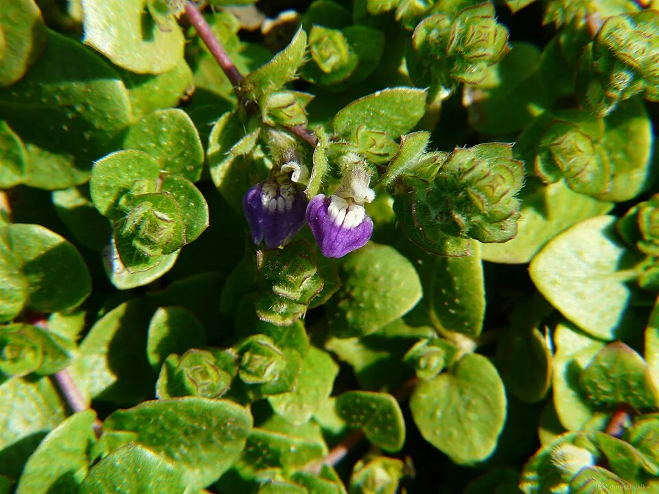 Acanthaceae (acanthus or ruellia family) » Hygrophila serpyllum hy-GRO-fill-uh -- from Greek hugros (moist), philo (love), refers to affinity for moist soil ser-PIE-lum -- a name for thyme commonly kn