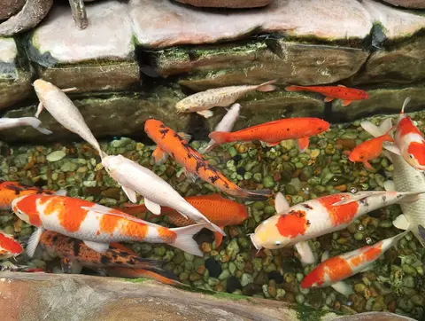 ฝูงปลาคาร์ปสีแดงขาวในบ่อหิน