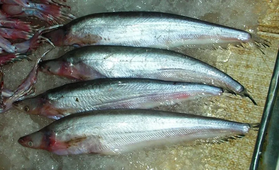 Phalacronotus apogon (ปลาเนื้ออ่อน) at the market in Bang rak, Bangkok