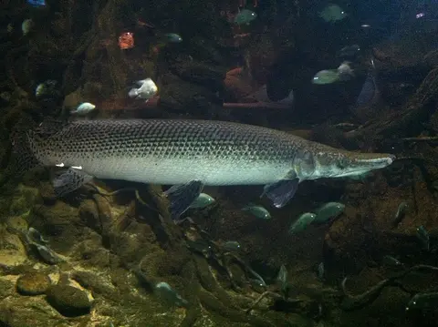 Ikan aligator