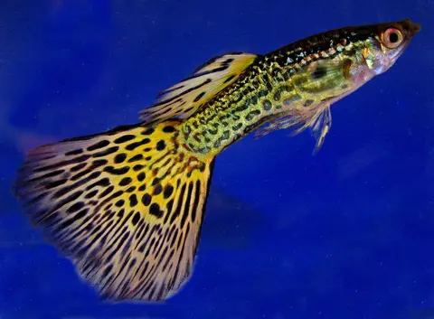 Guppy jantan berekor besar bermotif kuning hitam di latar hijau