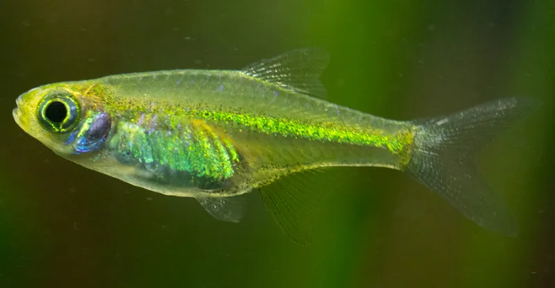Rasbora Kubotai, Microdevario kubotai