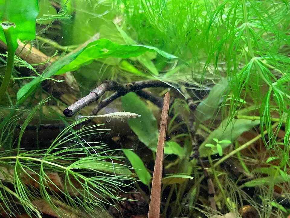 Cryptocoryne usteriana, Cryptocoryne usteriana