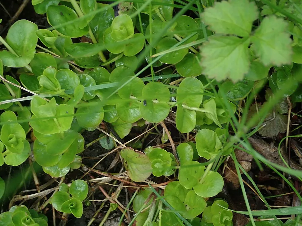 creeping Jenny (Lysimachia nummularia)
