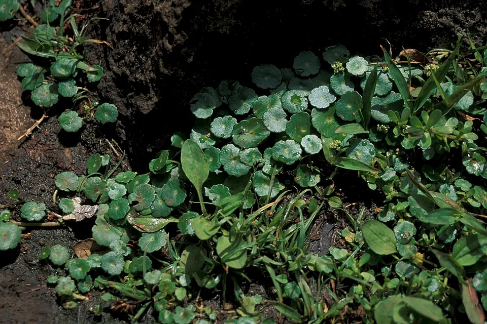 Rau má nước Hydrocotyle verticillata, Hydrocotyle verticillata