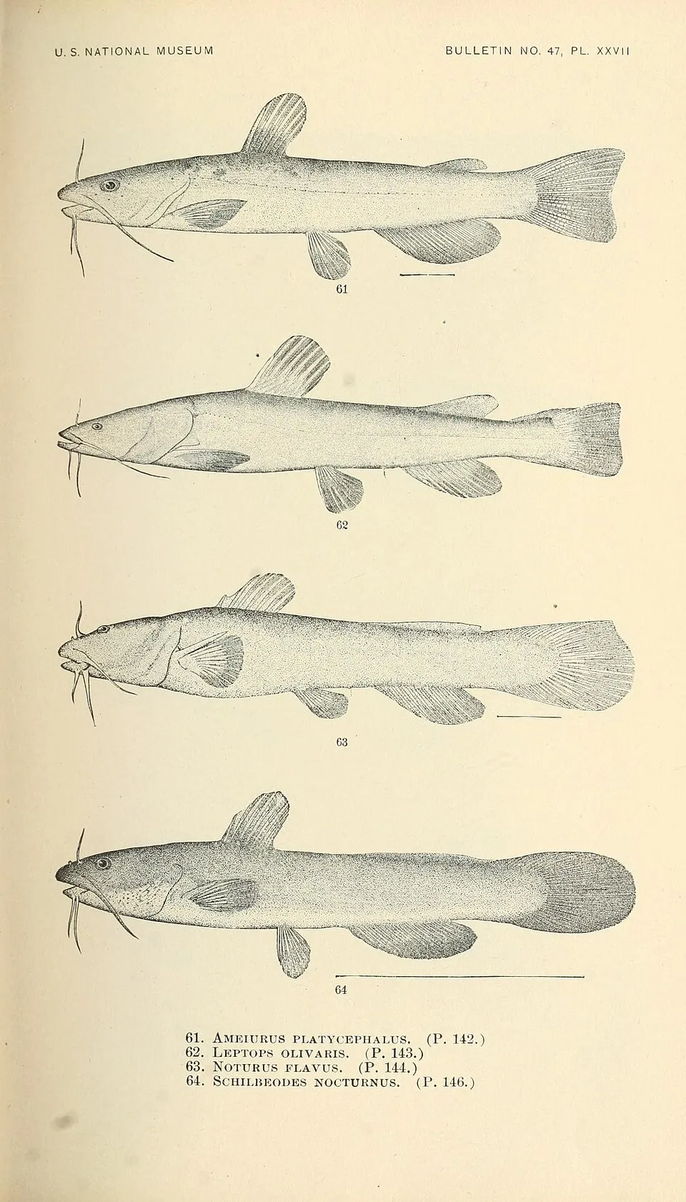 U. S. NATIONAL MUSEUM BULLETIN NO. 47, PL. XXVII """"""^-'S^i'^-^' '\: G3 ■m.tst'Aii^^i^!:;J^--!:i^-i 's'sSsS'-AKsy-n.... 61. Ameiurus platycephalus. (P. 142.) 62. Leptops olivaris. (P. 143.) 63. NoTU