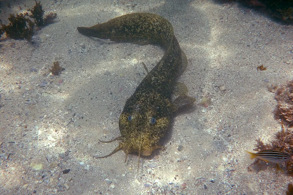Cá da trơn cửa sông Úc, Cnidoglanis macrocephalus