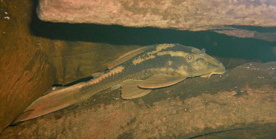 Hypostomus basilisko (syn. Cochliodon basilisko), also known as "red bruno" or Cochlidion sp. Paraguay)